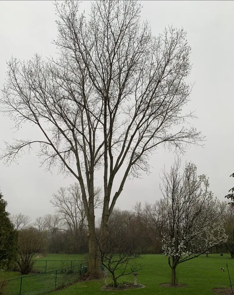 Reliable outdoor landscaping with custom design across Wonder Lake, IL - Rieke Tree Service