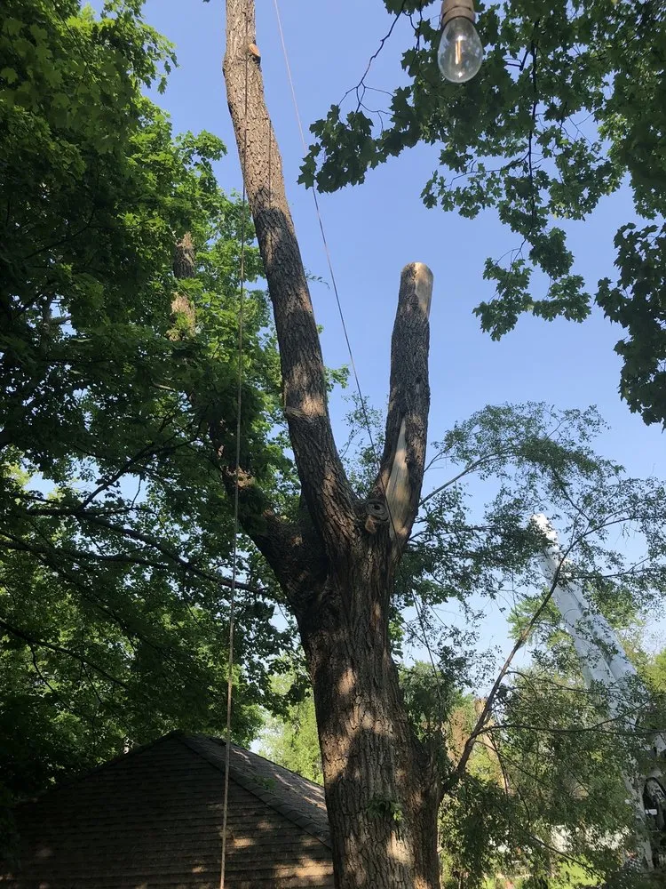 Professional outdoor landscaping experts serving Wonder Lake, IL - Rieke Tree Service