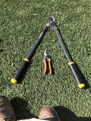 Rielys Landscaping Lawn And Tree Care Logo