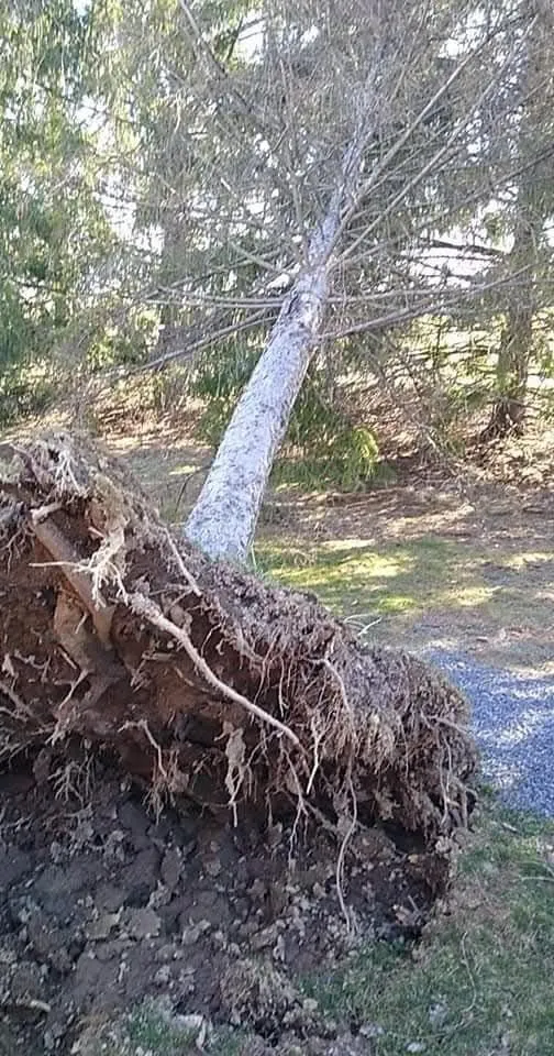 Expert yard cleanup service in Germantown, NY - Rifenburgh Landscaping