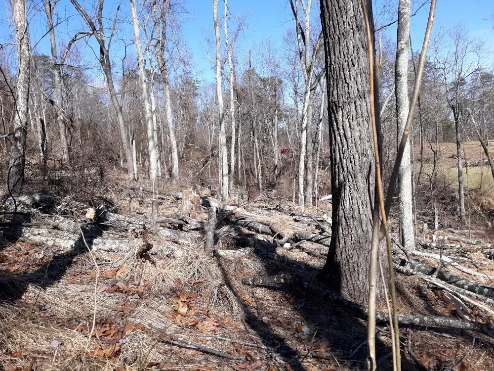 Reliable yard cleanup service for year-round maintenance in Woodstock, VA by Riff