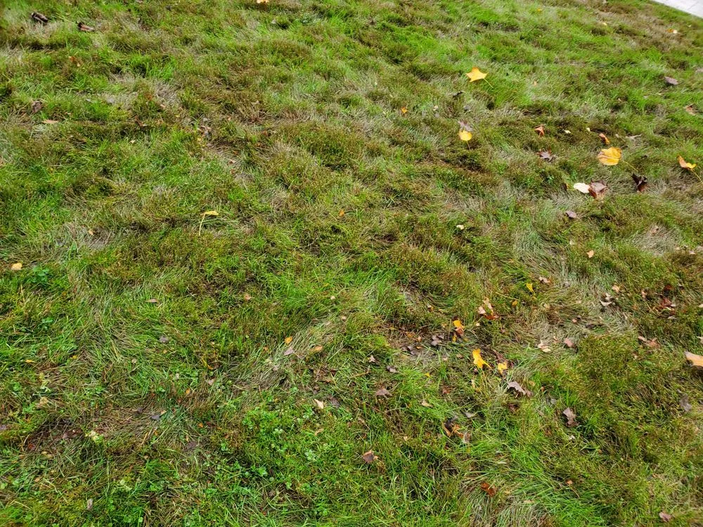 Local lawn mowing service experts serving Vineland, NJ - Riggins Lawn Care