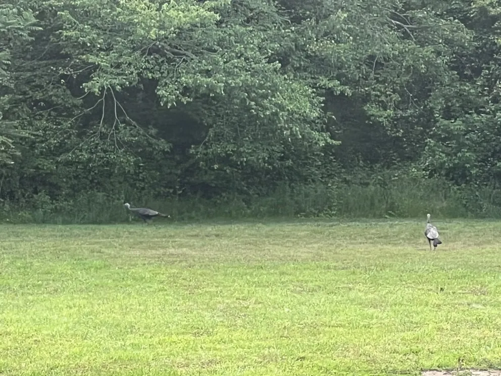 Custom lawn care service with custom design in Stem, NC by Right choice lawn care