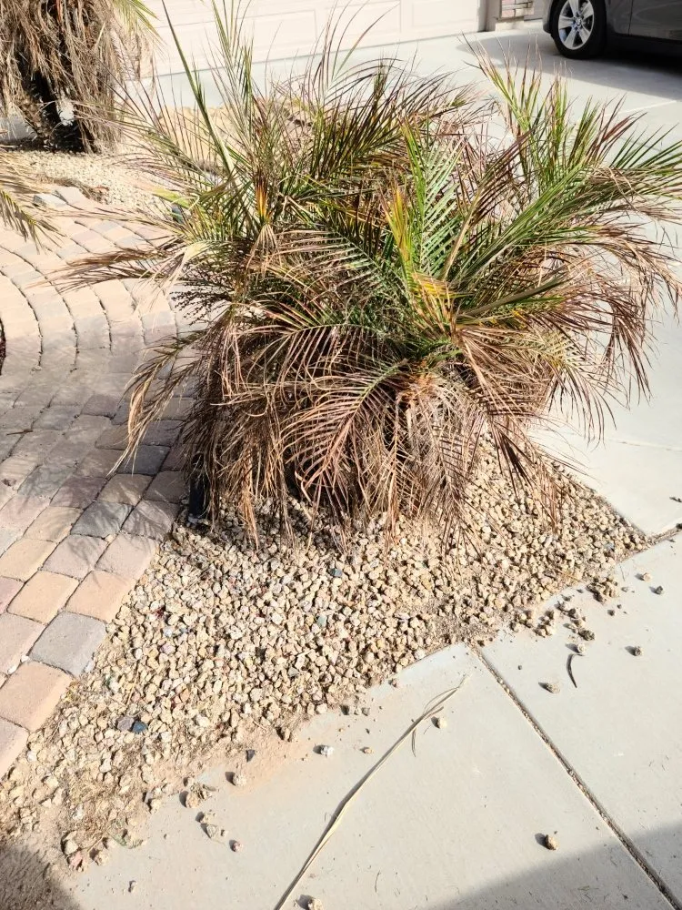 Top-rated landscaping services in Maricopa, AZ - Right Choice Lawn Service