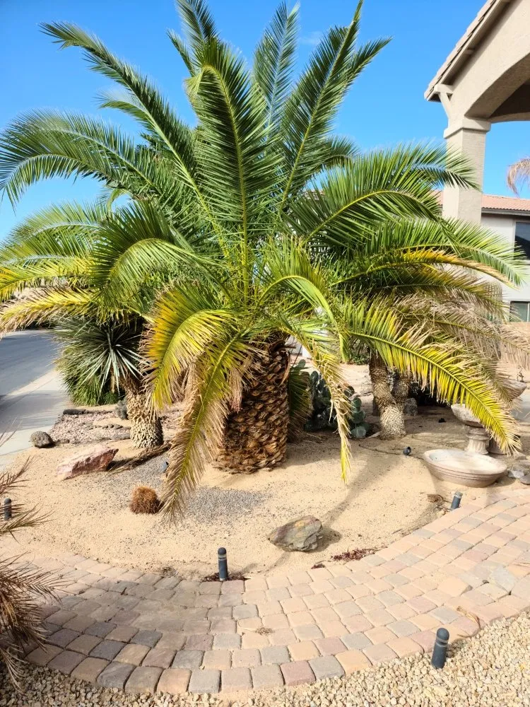 Reliable outdoor landscaping experts serving Maricopa, AZ - Right Choice Lawn Service