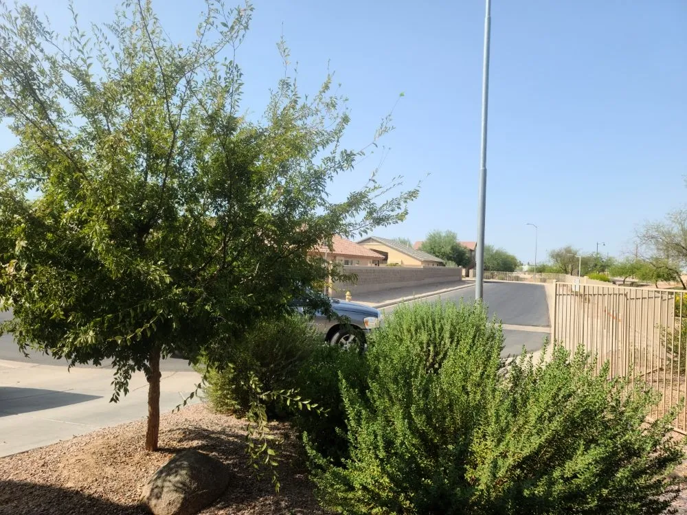 Trusted yard cleanup service near you across Maricopa, AZ - Right Choice Lawn Service