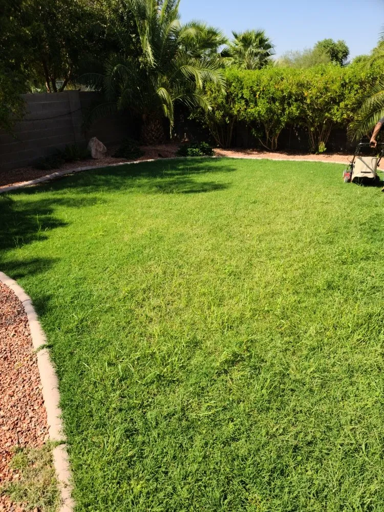 Professional yard cleanup service experts serving Maricopa, AZ - Right Choice Lawn Service