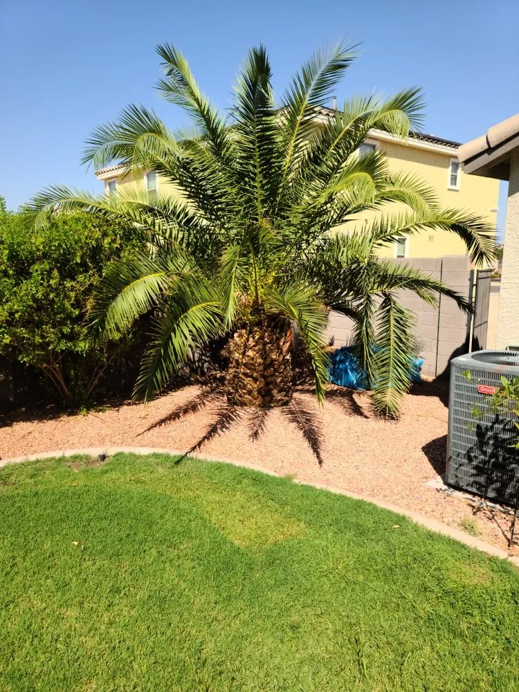 Local landscaping services for homes across Maricopa, AZ - Right Choice Lawn Service