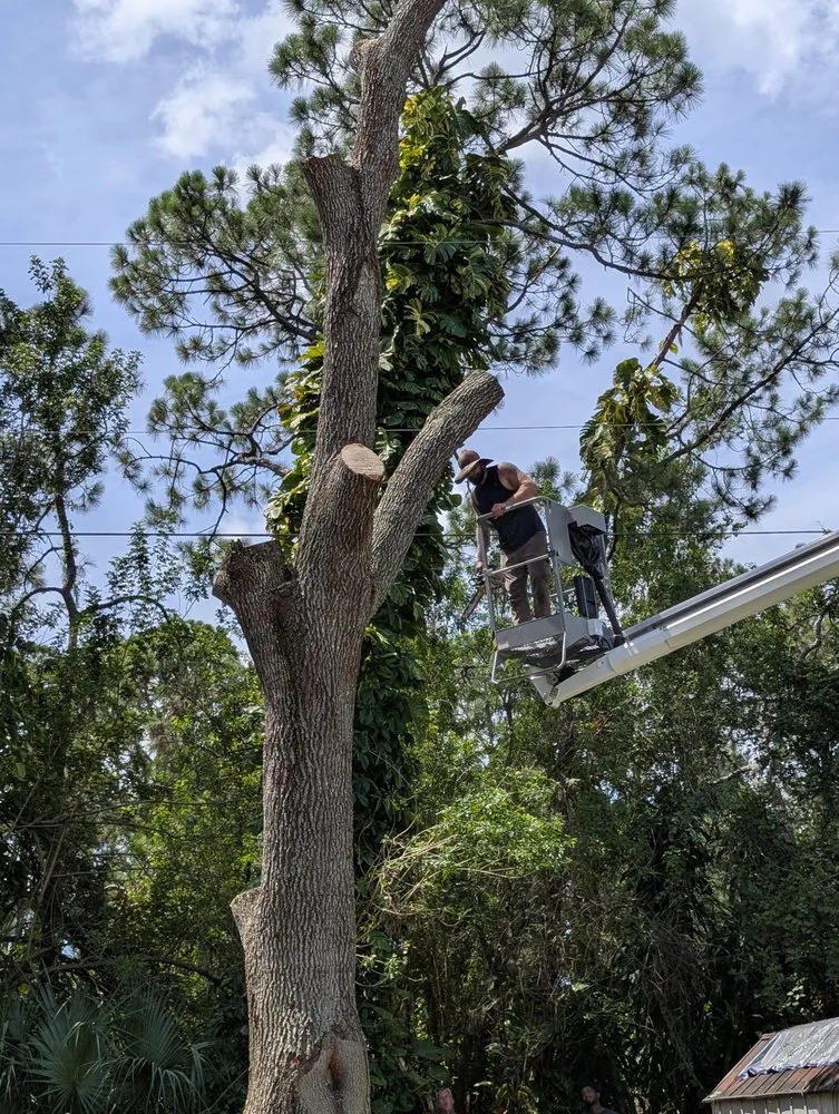 Reliable yard cleanup service for residential properties across Melbourne, FL - Right Coast Tree Care