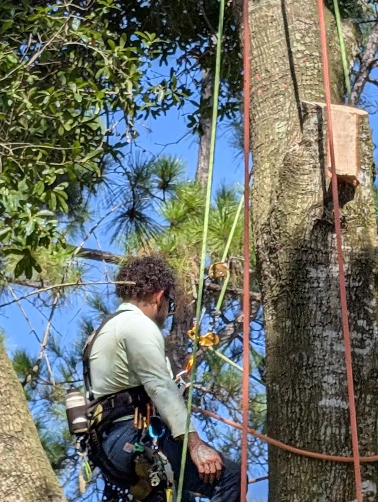 Custom landscaping services in Melbourne, FL by Right Coast Tree Care