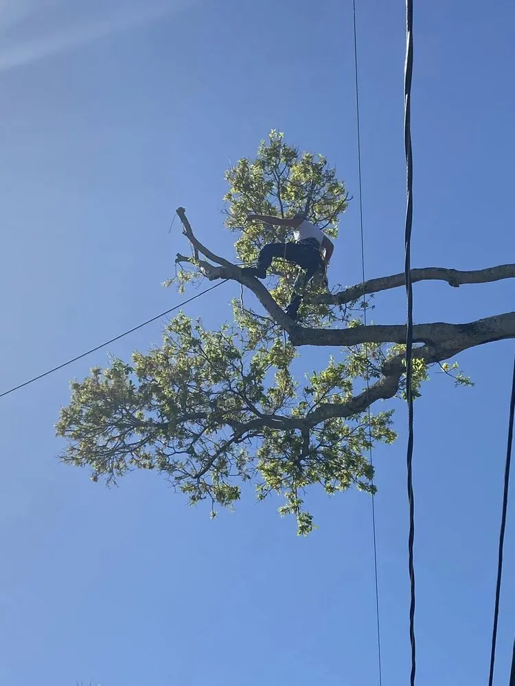 Top-rated lawn mowing service in Melbourne, FL - Right Coast Tree Care