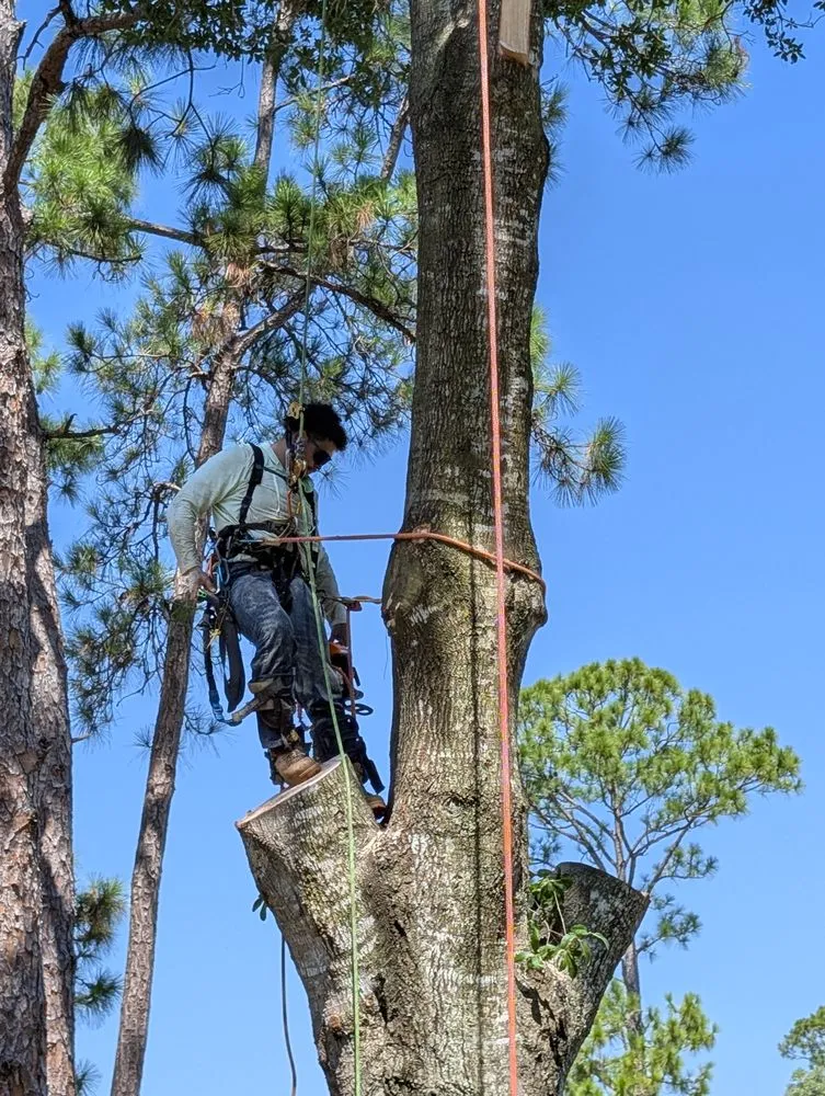 Local landscape design in Melbourne, FL - Right Coast Tree Care