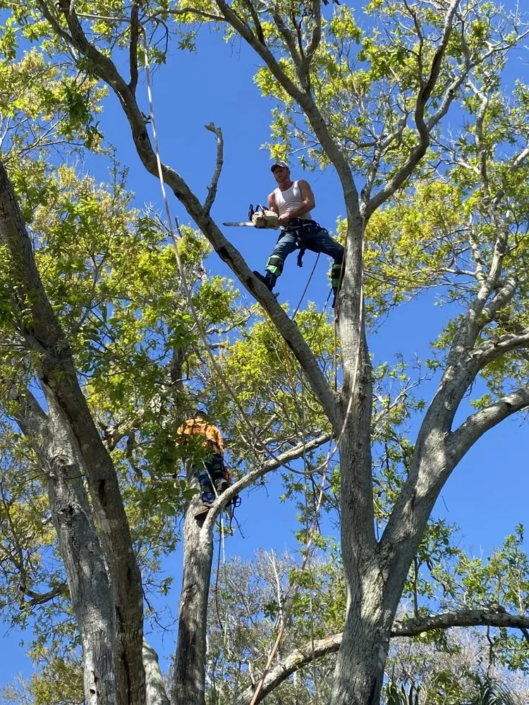 Custom yard cleanup service for year-round maintenance across Melbourne, FL - Right Coast Tree Care