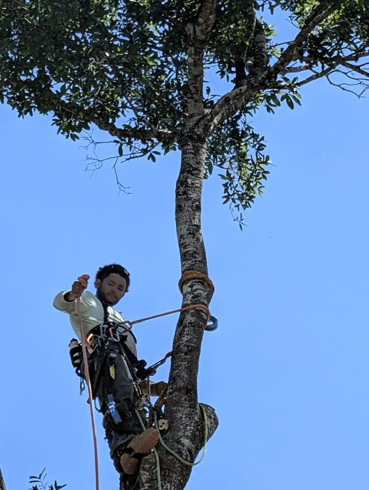 Professional lawn mowing service for homes across Melbourne, FL - Right Coast Tree Care