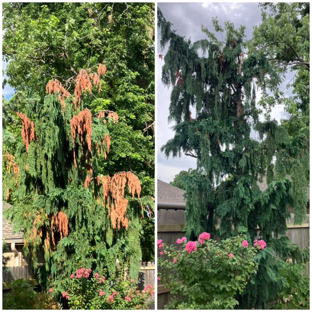 Trusted landscaping services for homes in Moore, OK by Right Landscaping