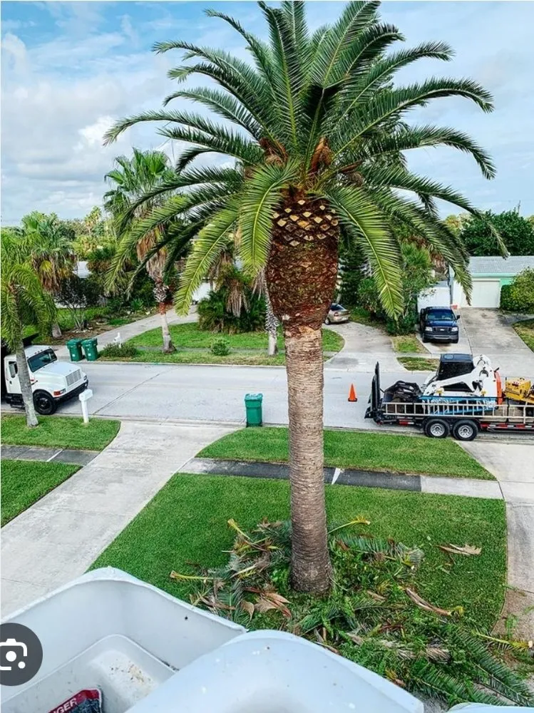 Professional lawn care service in Spring Hill, FL - Right Now Trees