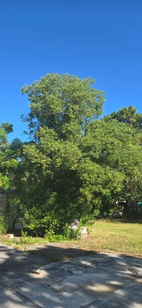 Reliable yard cleanup service in Spring Hill, FL - Right Now Trees