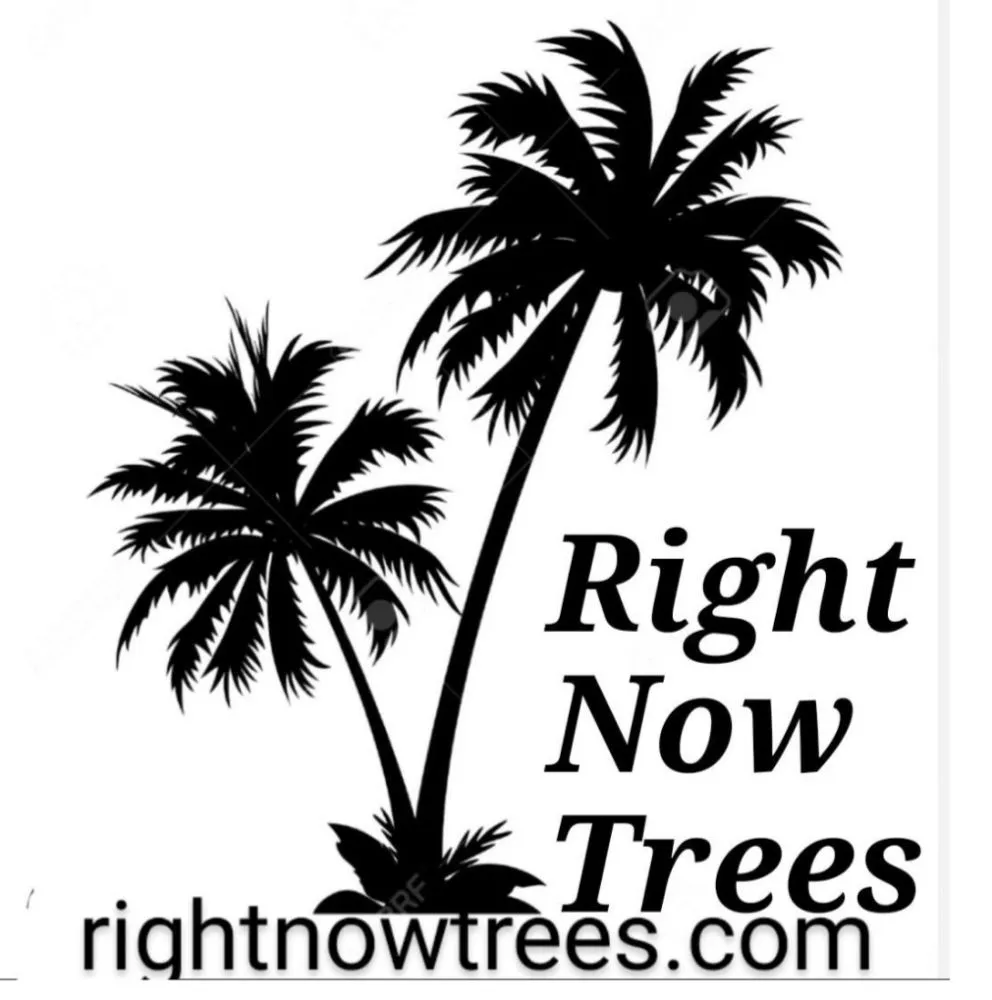 Affordable landscape design in Spring Hill, FL - Right Now Trees