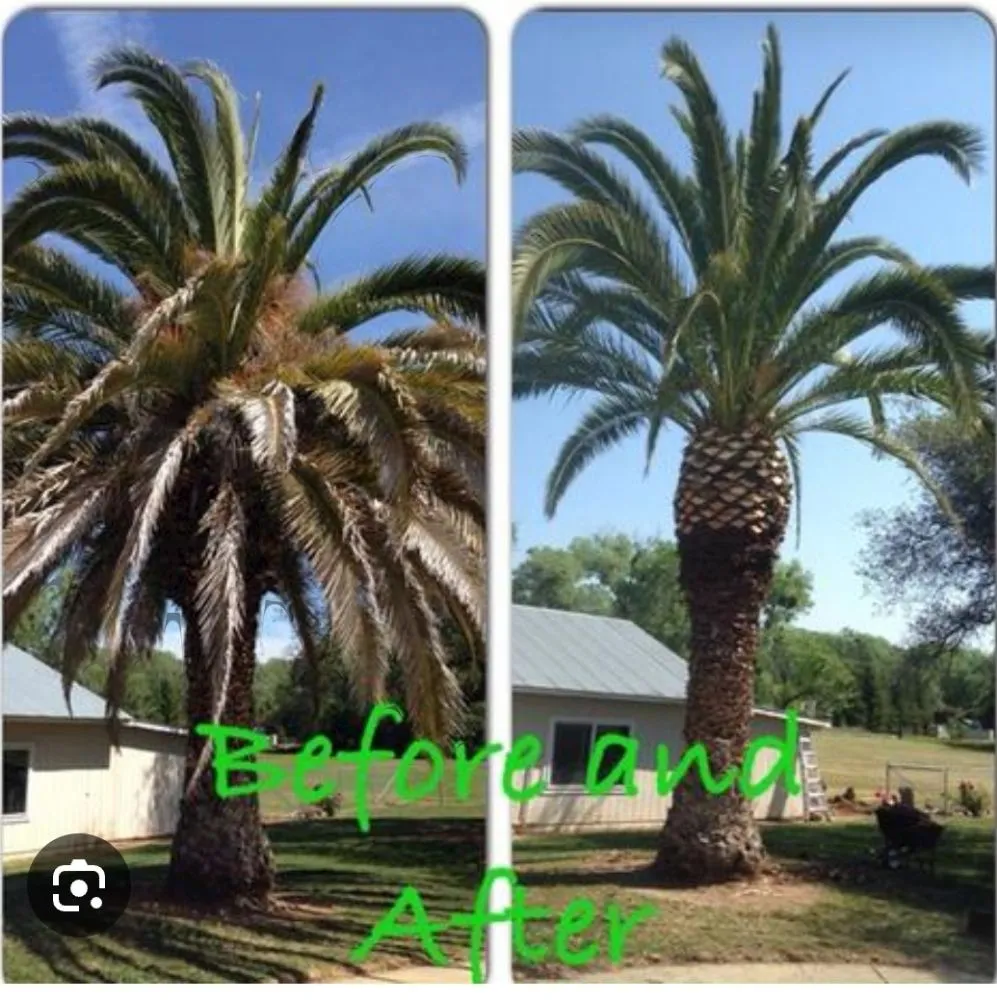 Trusted lawn care service for outdoor upgrades in Spring Hill, FL by Right Now Trees