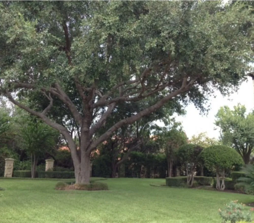Expert yard maintenance for year-round maintenance across Spring Hill, FL - Right Now Trees