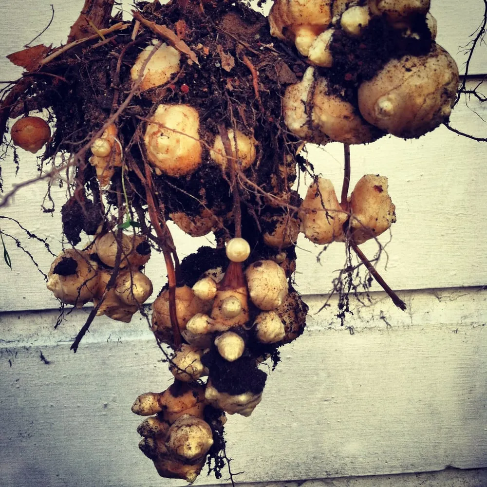 Custom outdoor landscaping experts serving Albany, CA - Right On Thyme