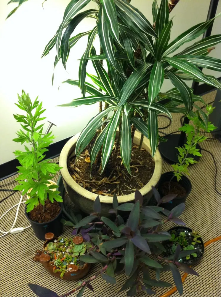 Trusted lawn mowing service in Albany, CA by Right On Thyme