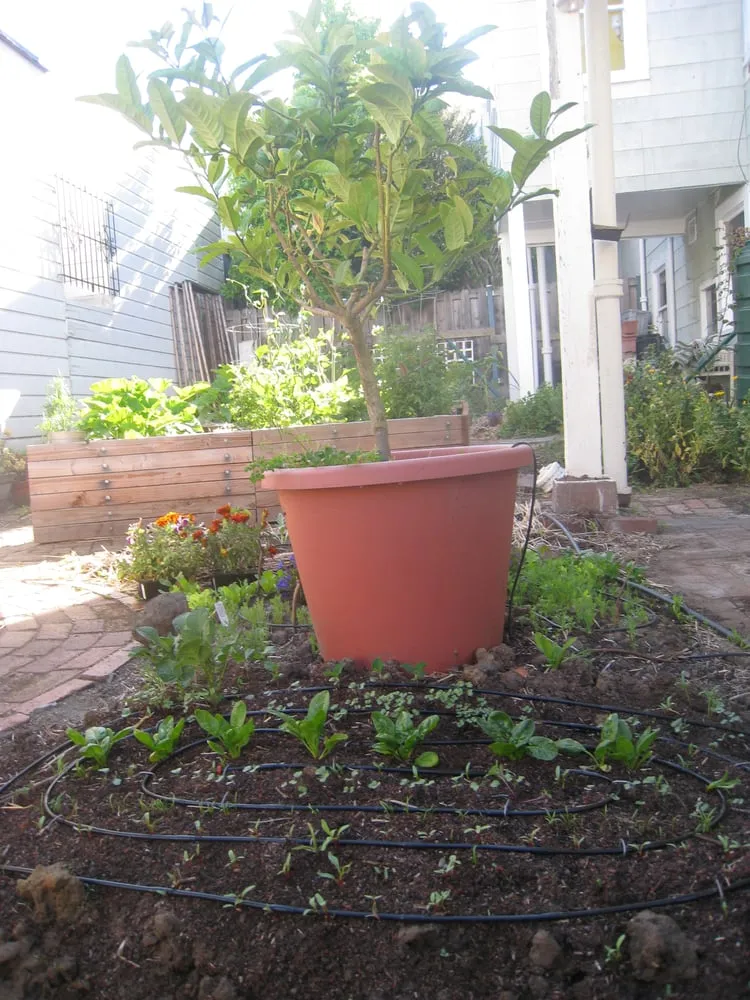 Reliable lawn care service in Albany, CA - Right On Thyme