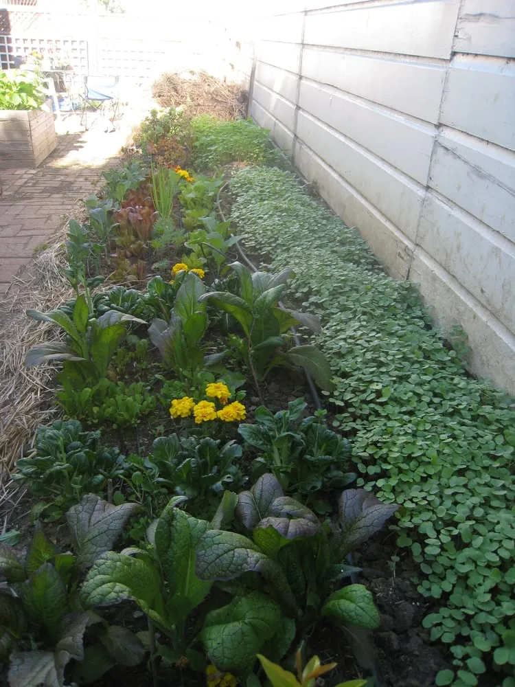 Expert landscape design in Albany, CA - Right On Thyme