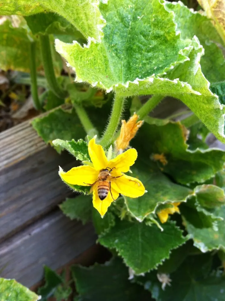 Local garden landscaping experts serving Albany, CA - Right On Thyme