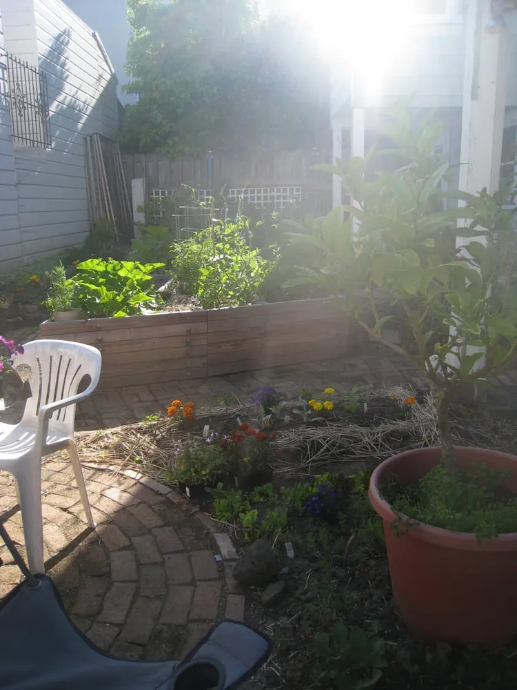 Local yard cleanup service in Albany, CA - Right On Thyme