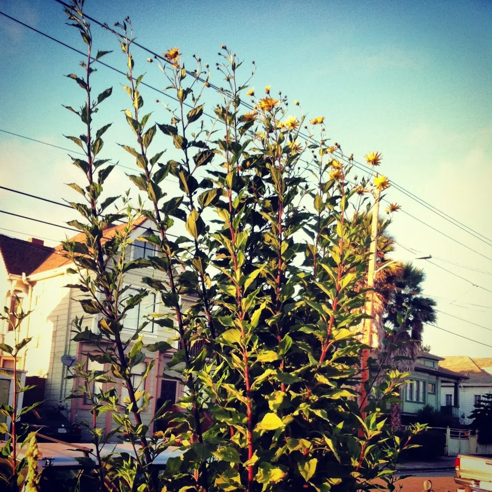 Trusted landscaping services experts serving Albany, CA - Right On Thyme