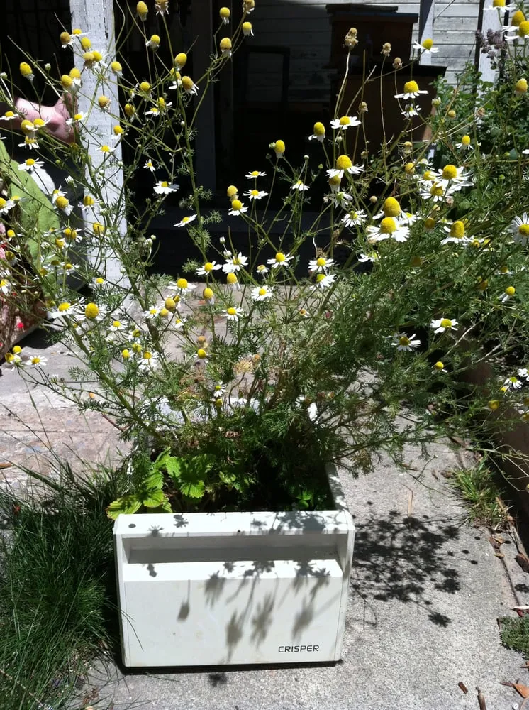 Reliable yard cleanup service in Albany, CA - Right On Thyme