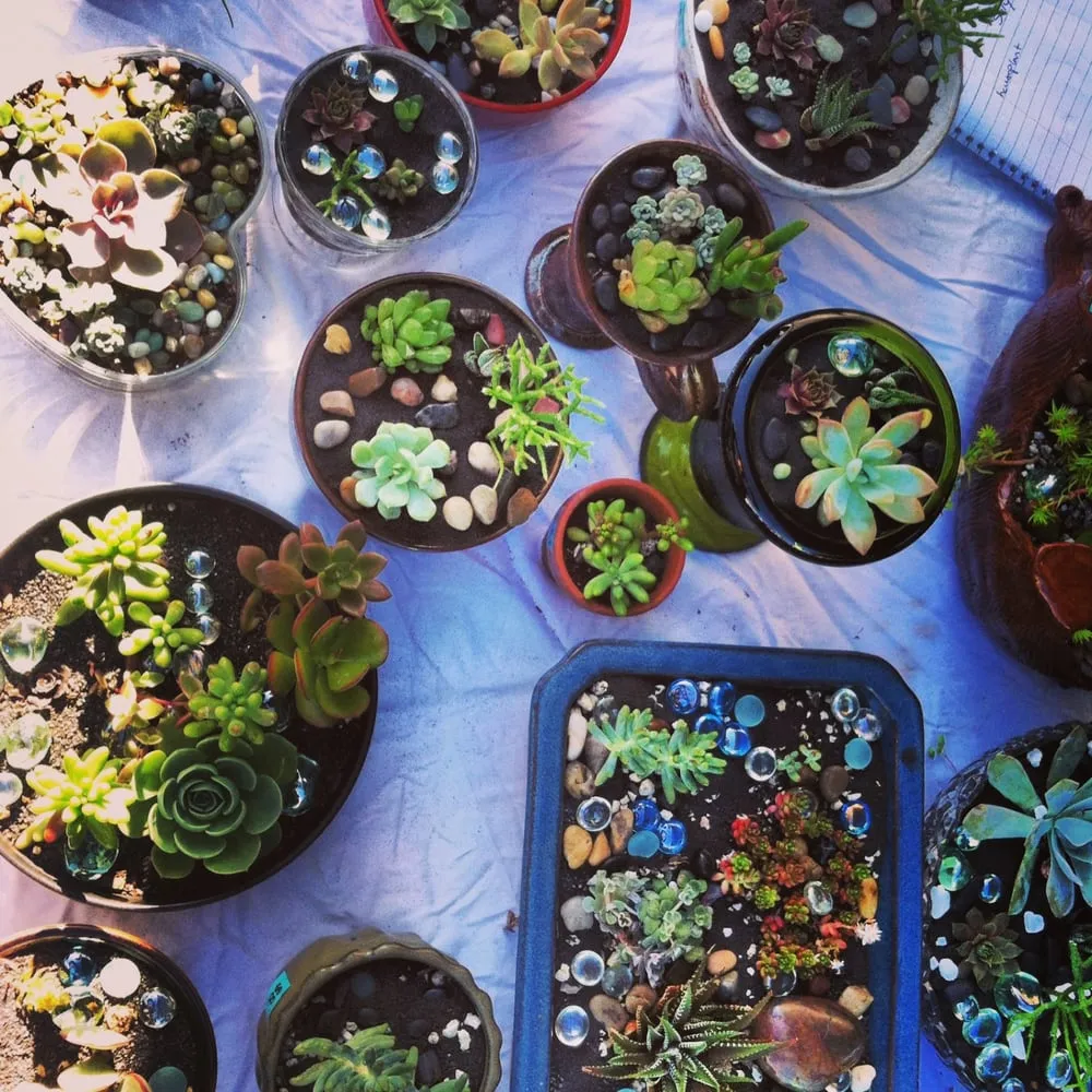 Expert outdoor landscaping for year-round maintenance in Albany, CA by Right On Thyme