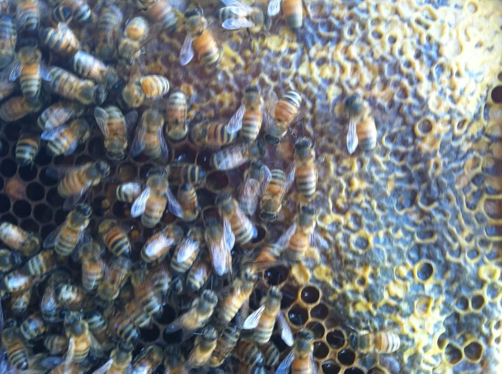 Professional residential landscaping for year-round maintenance across Albany, CA - Right On Thyme