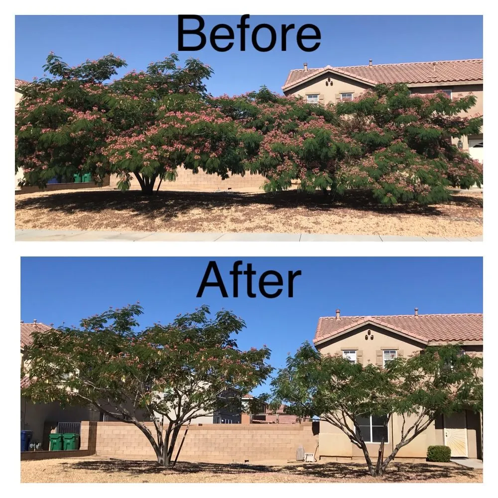 Top-rated yard cleanup service in Palmdale, CA by Right Selection Landscaping