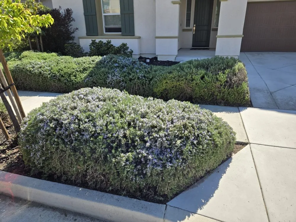 Affordable landscape design experts serving Lathrop, CA - Right Way Curb Appeal