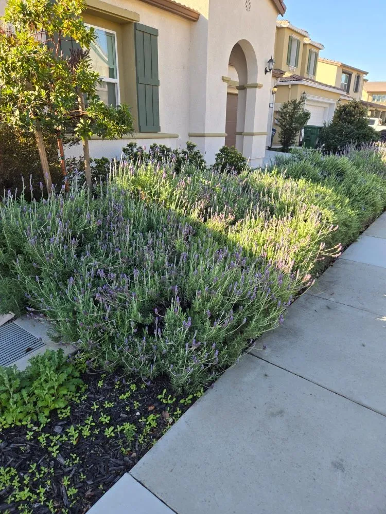 Reliable landscape design experts serving Lathrop, CA - Right Way Curb Appeal