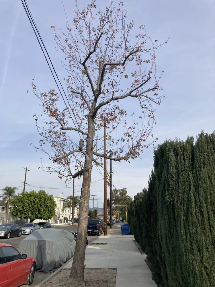 Affordable lawn care service in North Hollywood, CA by Right Way Tree Service