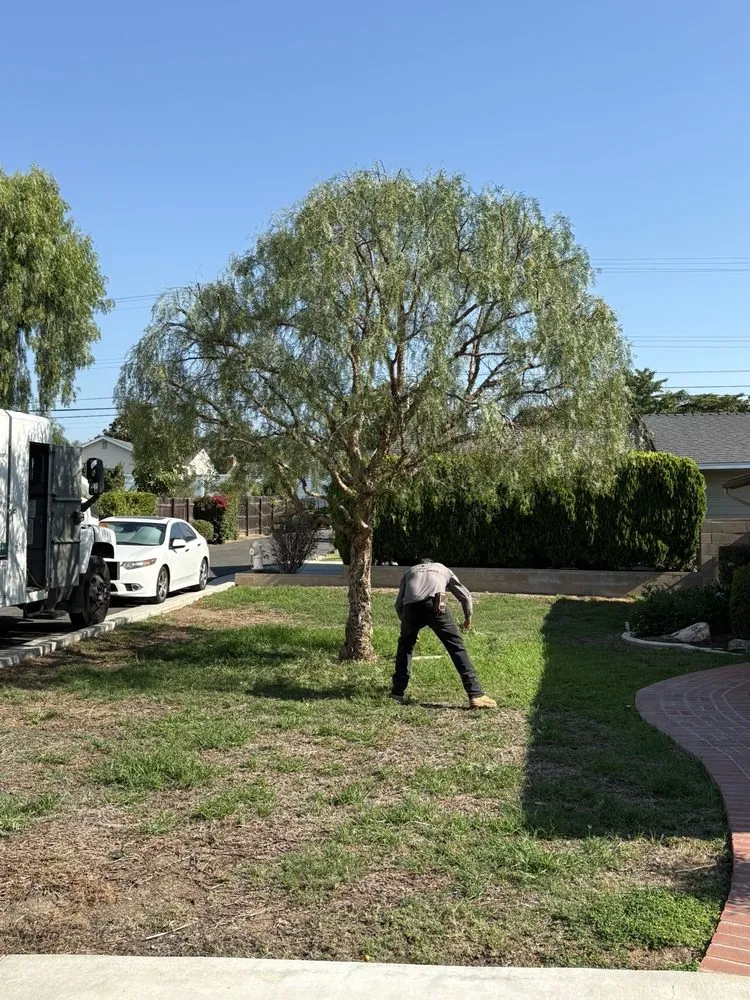 Professional lawn care service in North Hollywood, CA - Right Way Tree Service