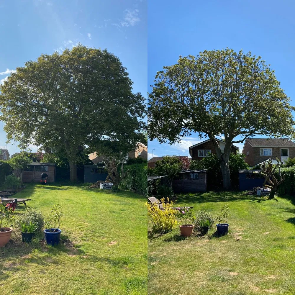 Custom lawn care service in North Hollywood, CA - Right Way Tree Service