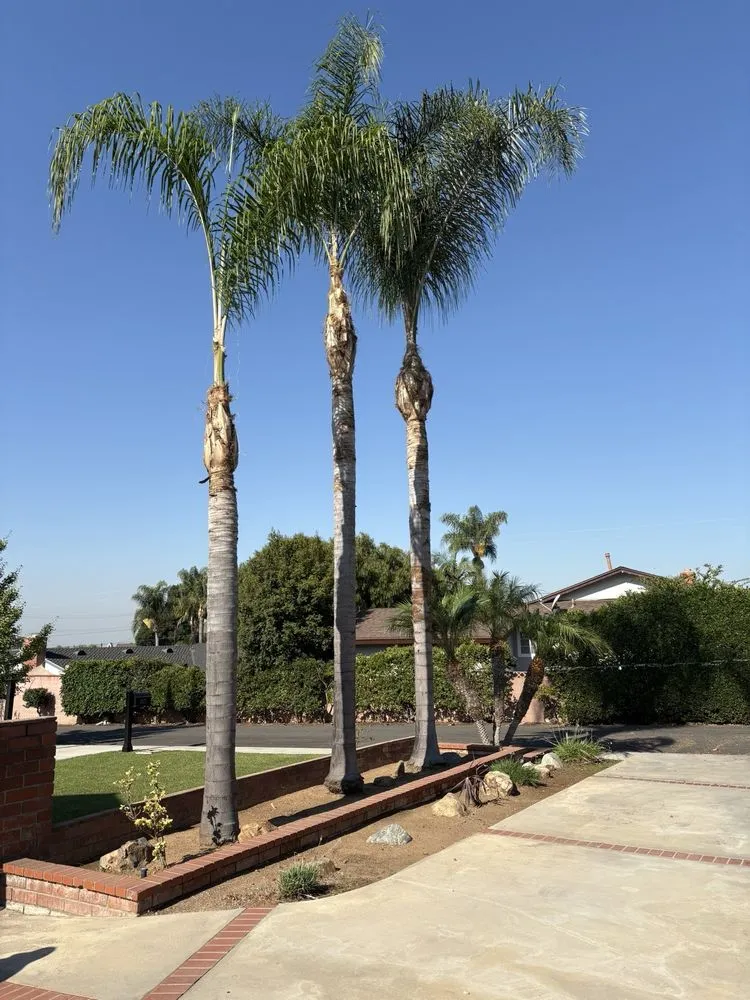 Reliable landscape design in North Hollywood, CA - Right Way Tree Service