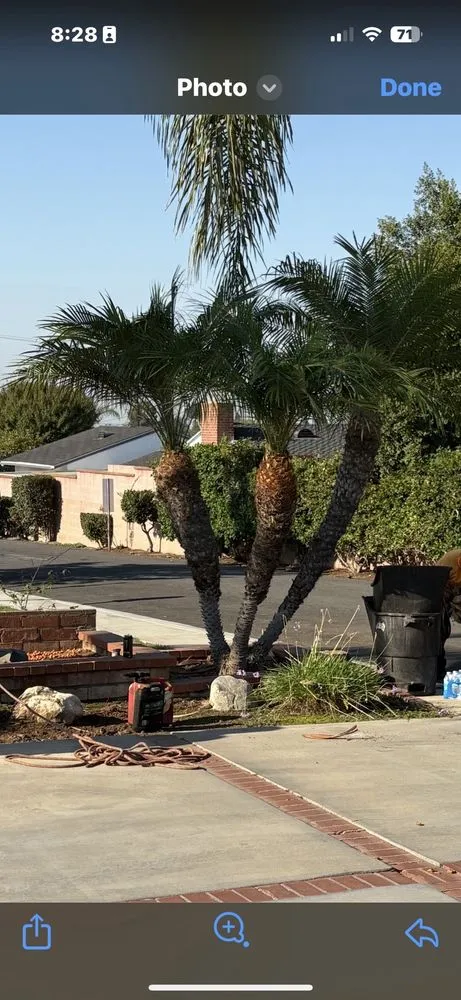 Trusted yard cleanup service for residential properties across North Hollywood, CA - Right Way Tree Service