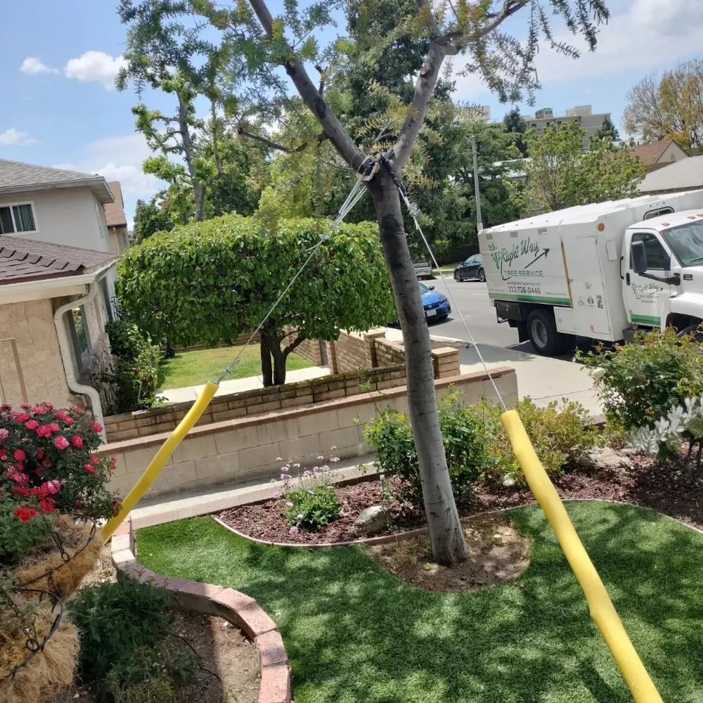 Custom residential landscaping with custom design in North Hollywood, CA by Right Way Tree Service