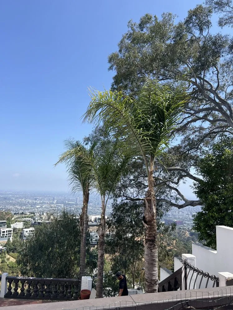 Top-rated lawn care service with custom design across North Hollywood, CA - Right Way Tree Service