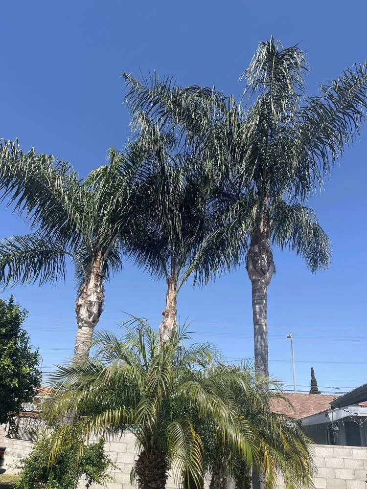 Affordable lawn mowing service in North Hollywood, CA by Right Way Tree Service