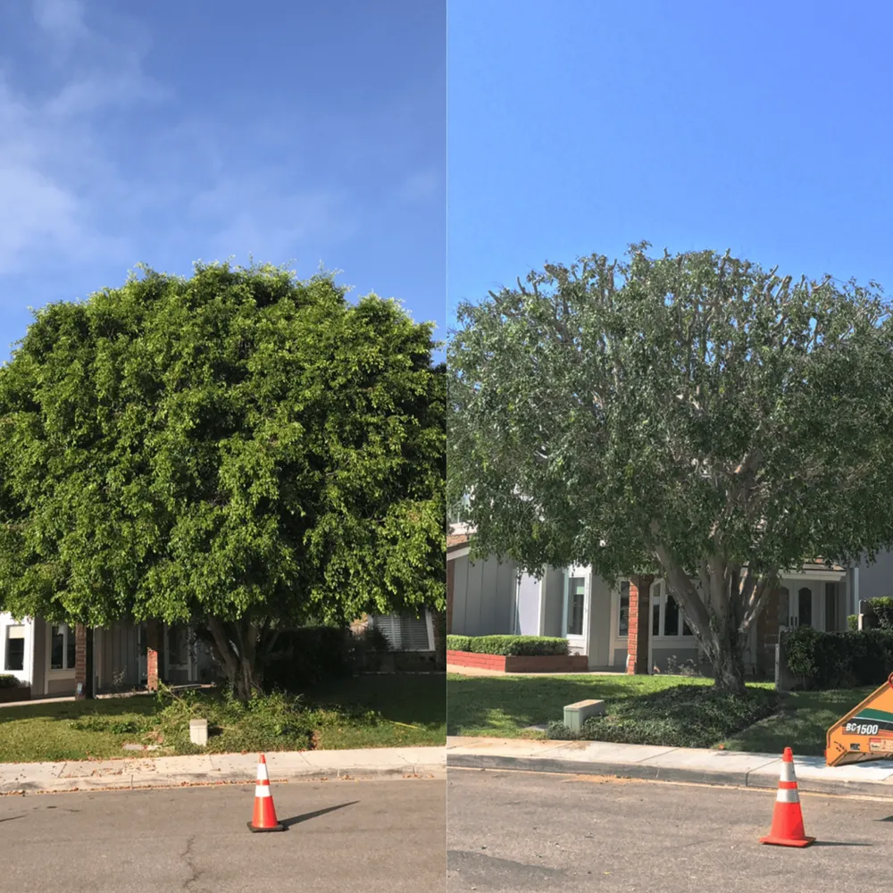 Affordable lawn care service experts serving North Hollywood, CA - Right Way Tree Service