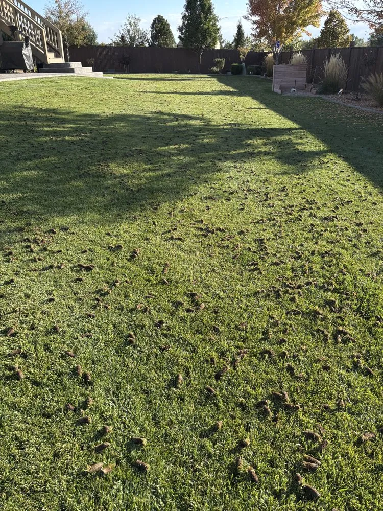 Professional yard cleanup service experts serving Brighton, CO - Righthand Landscaping