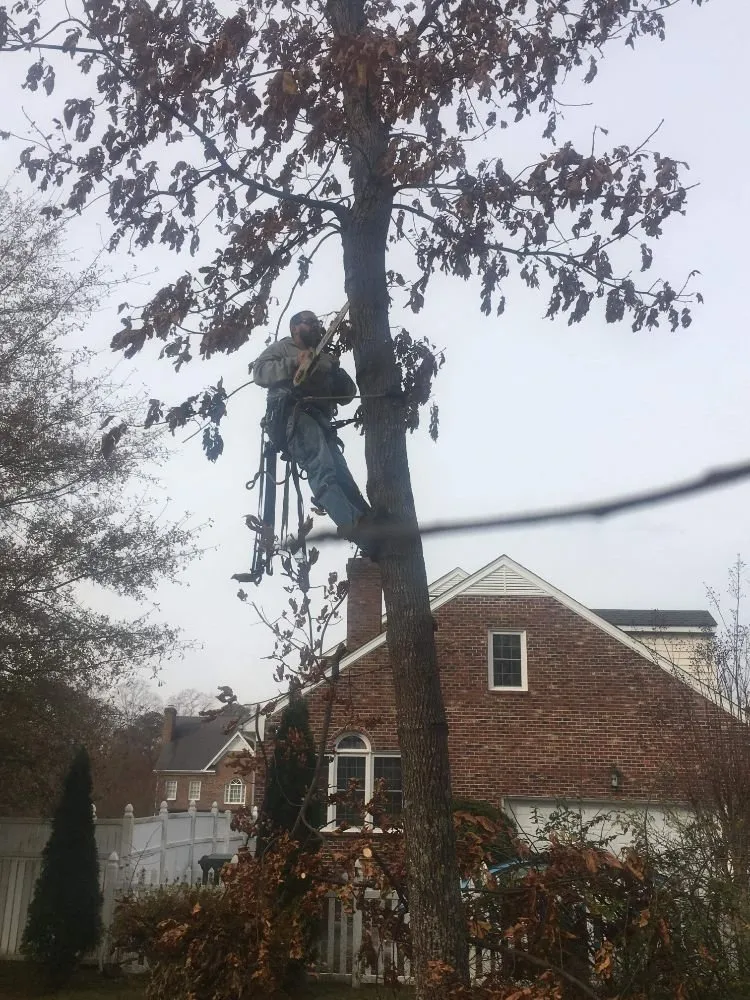 Top-rated yard cleanup service in Roanoke Rapids, NC by Rightmyer Lawncare And Stump Grinding