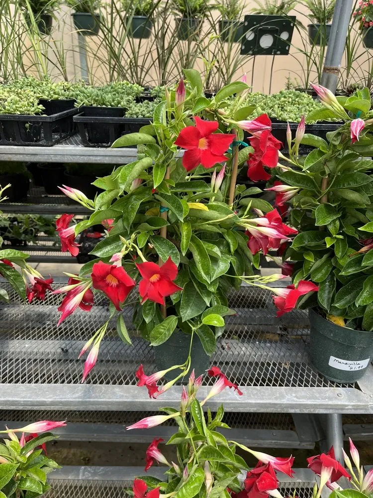 Professional landscaping services for beautiful yards across Burlington, KY - Rightway Garden Center