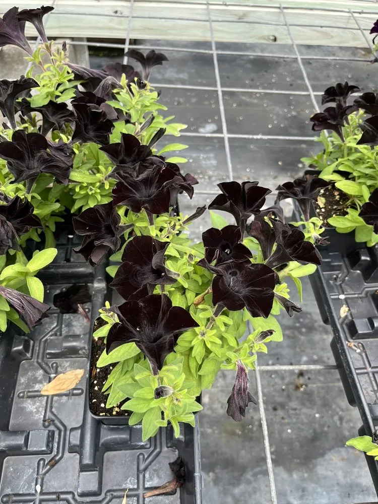 Local residential landscaping near you across Burlington, KY - Rightway Garden Center